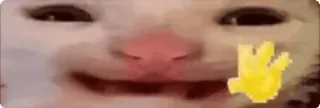 👋 cat, middle finger, meme whatsapp sticker