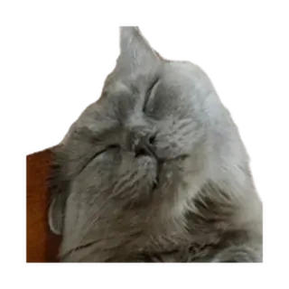 ⚪️ gato, dormido, animal, mascota, gato gris, gato doméstico whatsapp sticker
