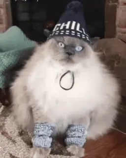 🤨 CHILL chat, détente, chapeau, animal, mignon, drôle, animal de compagnie whatsapp sticker