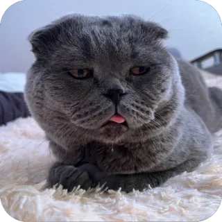 🫥 whatsapp sticker