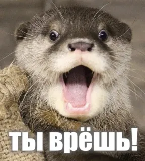 🤥 ты врёшь! otter, russian text, surprised, shocked, animal telegram sticker