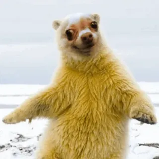 🐻 animal, bear, cute, wildlife, snow telegram sticker