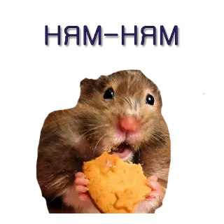 🍩 НЯМ-НЯМ хомяк, ест, милый, симпатичный, животное, грызун telegram sticker