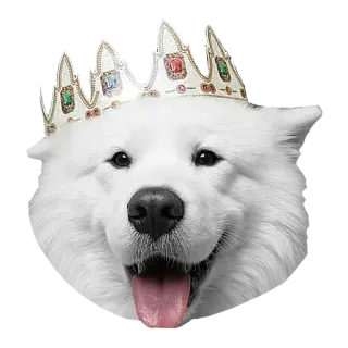 🤴 犬, 王冠, 動物, ペット, かわいい, 王室, 王, 女王 telegram sticker