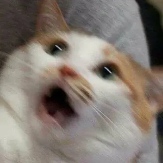 😲 gatto, meme, divertente, scioccato, sorpresa, animale domestico telegram sticker