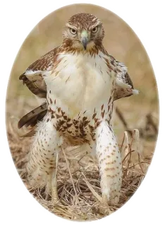 😠 falco, uccello, animale, fauna selvatica whatsapp sticker