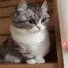 😺