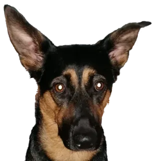 😐 dog, animal, pet, portrait, cute telegram sticker