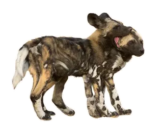 🦷 pies, zwierzę, dziki pies, likaon, wilk malowany, ssak, dzika przyroda telegram sticker
