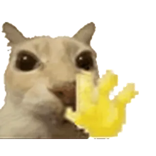 Cat @prem0emoji telegram emojis 🤩