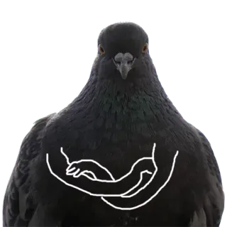 😒 鸟, 鸽子, 拥抱, 表情包 whatsapp sticker