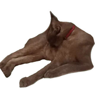 😣 собака, коричневая собака, питомец, животное, лежащий, расслабленный, домашнее животное telegram sticker