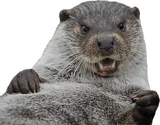 😡 wydra, zwierzę, ssak, dzika przyroda, słodki telegram sticker