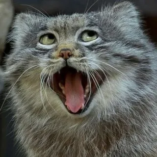 😃 Manul, Pallaskatze, Katze, Tier, Wildkatze, Felide, Gähnen whatsapp sticker