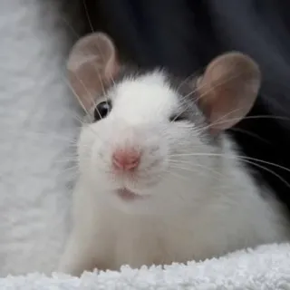🐀 szczur, zwierzę, słodki, zwierzę domowe, biały, gryzoń telegram sticker