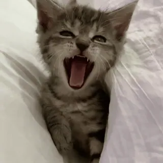 🥱 kociak, kot, ziewanie, zwierzę domowe, zwierzę, słodki whatsapp sticker