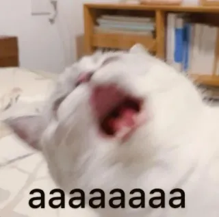 😩 aaaaaaaa gatto, meme, urlo, animale, divertente telegram sticker