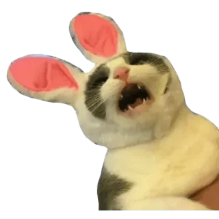 ✳️ cat, bunny ears, animal, pet, cute, funny whatsapp sticker