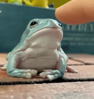 😡 frog, animal, reptile, nature telegram sticker