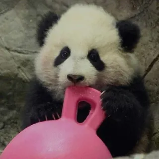 😐 panda, animal, baby panda, cute, wildlife, bear telegram sticker