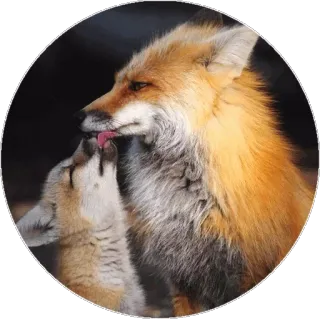 🦊 fuchs, tiere, wildtiere, mutter, baby, lecken telegram sticker