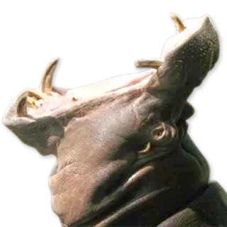 😴 бегемот, животное, млекопитающее, дикая природа, африка telegram sticker