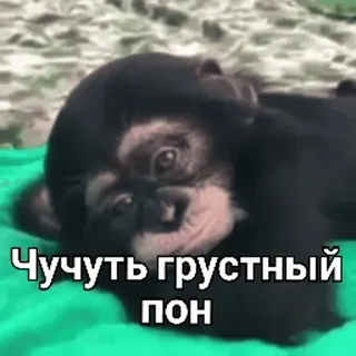😒 Чучуть грустный пон macaco, triste, animal, fofo, primata telegram sticker