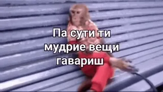 😎 Па сути ти мудрые вещи гавариш monkey, ape, sitting, resting, animals telegram sticker