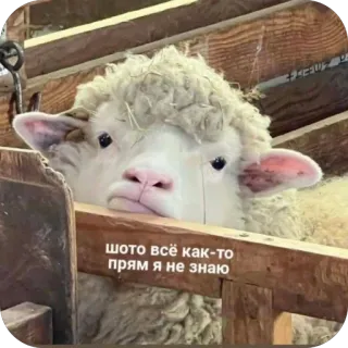 🫥 ШОТО ВСЁ КАК-ТО ПРЯМ Я НЕ ЗНАЮ telegram sticker