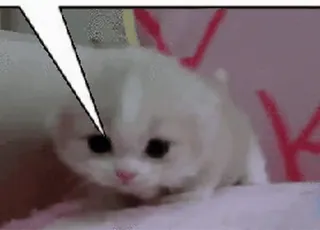 🐱 gattino, gatto, carino, animale, animale domestico telegram sticker