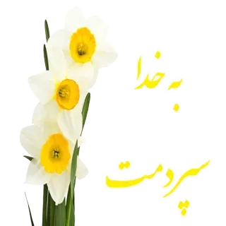 🕋 به خدا daffodils, flowers, floral, persian, text, greeting telegram sticker