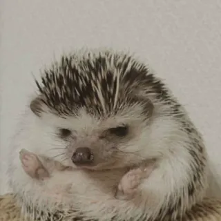 🦔 riccio, animale, carino, animale domestico, divertente whatsapp sticker