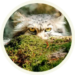 😒 кот, манул, палласов кот, дикий кот, животное, дикая природа telegram sticker