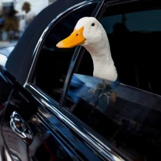 🙂 pato, carro, janela, pássaro, animal, dirigindo telegram sticker