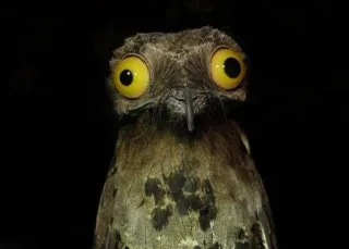 😶 uccello, nittibio, animale, fauna selvatica, succiacapre, mimetismo, notturno telegram sticker