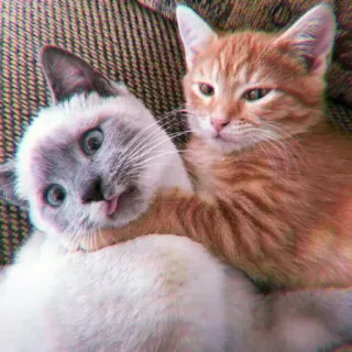 🍓 gatos, gatitos, animales, mascotas, lindo, gracioso, gato siamés, gato atigrado telegram sticker
