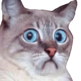 ☹ кот, животное, голубые глаза, милый, мем, смешной, питомец, удивлённый whatsapp sticker