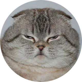 💆 gato, animal, mascota, lindo, felino, doméstico, meme telegram sticker