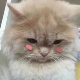 😔 猫, ふわふわ, 可愛い, ペット, 動物, 家畜, ネコ科, 子猫 telegram sticker