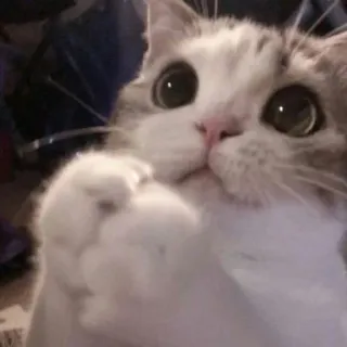 🐾 gato, lindo, adorable, animal, mamífero, mascota, ojos grandes telegram sticker