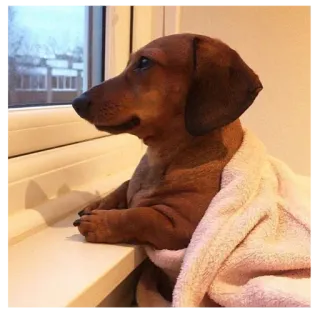 😞 dog, animal, window, cute, pet, dachshund whatsapp sticker