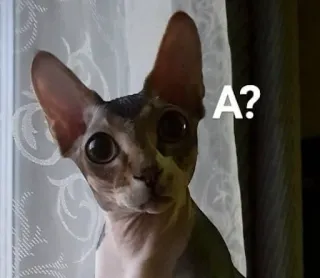 ❓ A? gato, sphynx, pregunta, mascota, animal, lindo telegram sticker