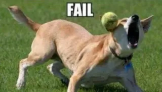 😕 FAIL hond, faal, humor, dier, tennisbal, grappig, huisdier, meme telegram sticker