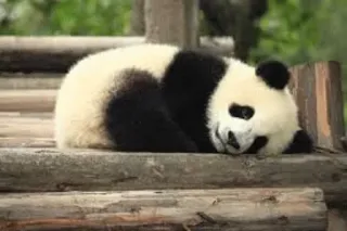 🤩 Panda, Animal, Fofo, Urso, Dormindo, Natureza telegram sticker
