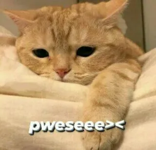 🍬 pweseee>< cat, cute, pet, animal, begging whatsapp sticker