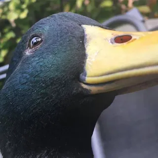 👀 canard, animal, oiseau aquatique, oiseau, nature, gros plan telegram sticker