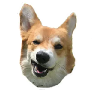 🤨 corgi, hond, dier, schattig, huisdier, grappig telegram sticker