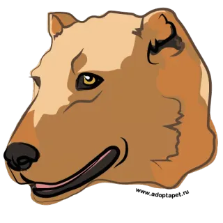 🐅 chien, animal, mammifère, animal de compagnie, portrait whatsapp sticker