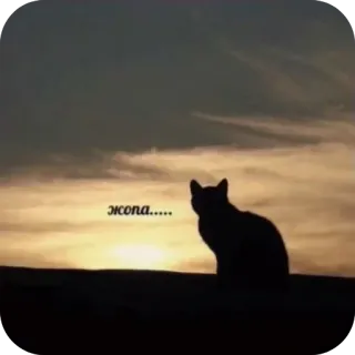 🐱 жопа…. chat, silhouette, coucher de soleil, offensant, vulgarité, russe telegram sticker