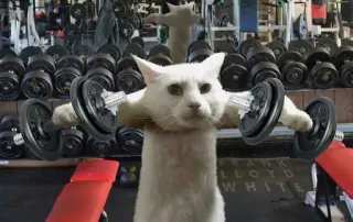 💪 cat, gym, fitness, exercise, weightlifting, dumbbells telegram sticker
